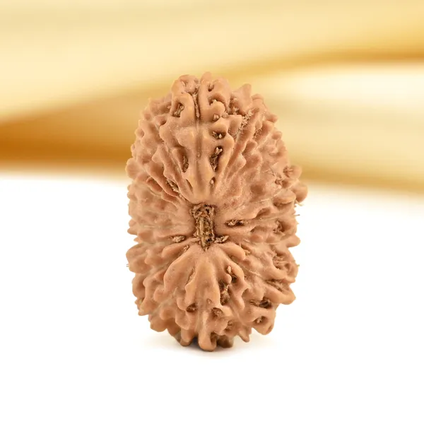 19_Mukhi_Rudraksha_Bead_Indonesia_Origin_Narayana
