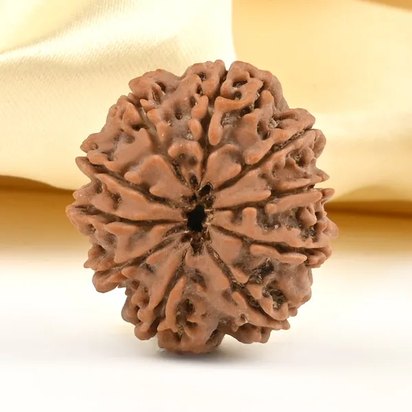 Techpandit_10_Mukhi_Rudraksha_Bead_Nepal