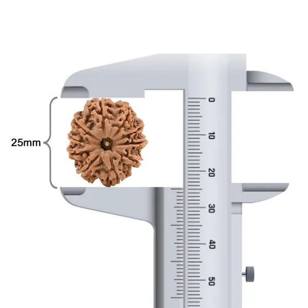 Techpandit_10_Mukhi_Rudraksha_Bead_Nepal