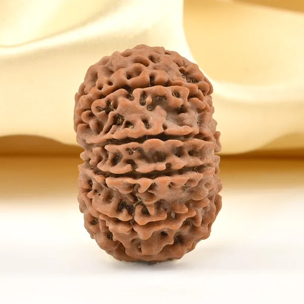 Techpandit_10_Mukhi_Rudraksha_Bead_Nepal