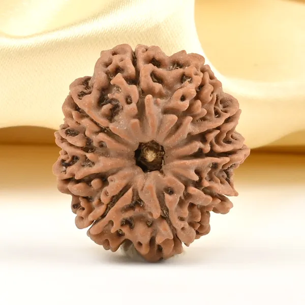 Techpandit_10_Mukhi_Rudraksha_Bead_Nepal
