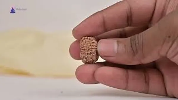 15_Mukhi_From_Nepal_Tiny_Ix
