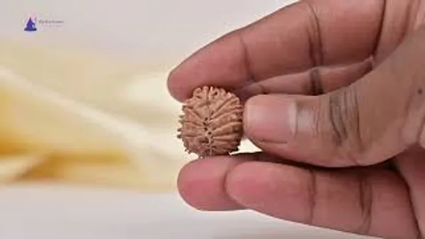 14_Mukhi_From_Nepal_Tiny_Xxv