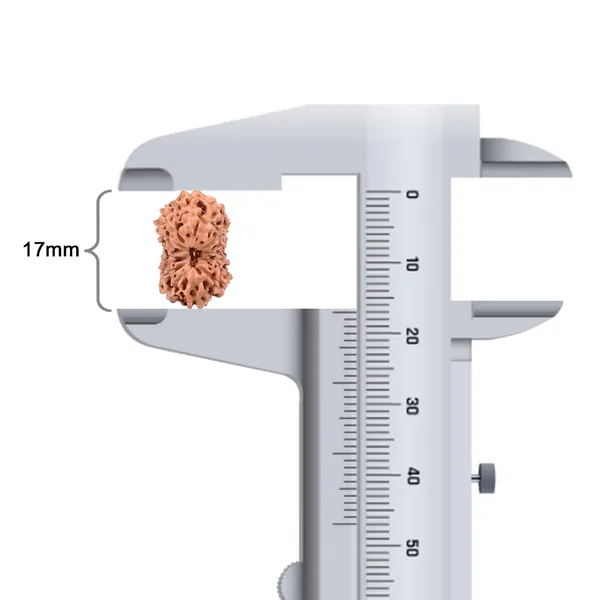 Techpandit_13_Mukhi_Rudraksha_Bead_Java_Indonesia