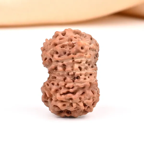 Techpandit_13_Mukhi_Rudraksha_Bead_Java_Indonesia
