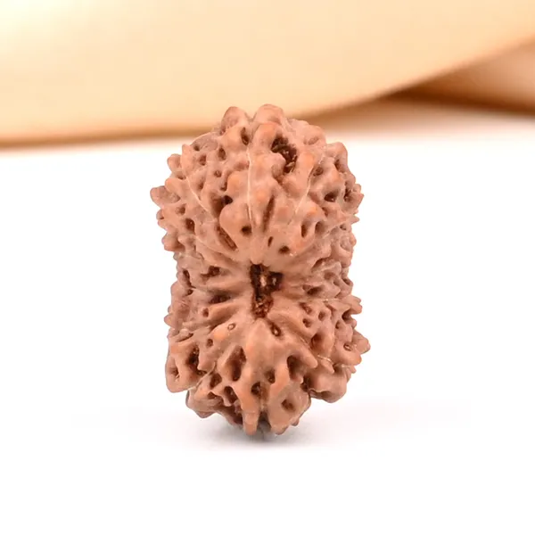Techpandit_13_Mukhi_Rudraksha_Bead_Java_Indonesia