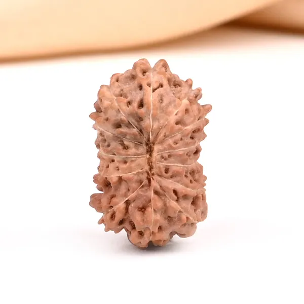 Techpandit_13_Mukhi_Rudraksha_Bead_Java_Indonesia