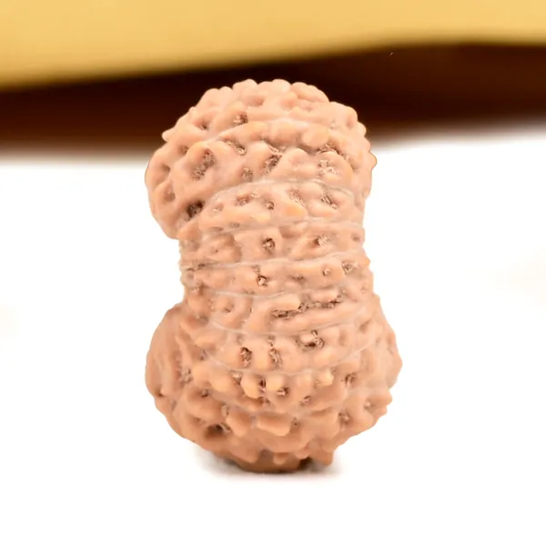 18_Mukhi_From_Java_Indonesia_Small_Ccxxiv