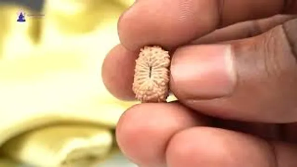 18_Mukhi_From_Java_Indonesia_Small_Ccxxiv