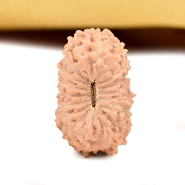 18_Mukhi_From_Java_Indonesia_Small_Ccxxiv