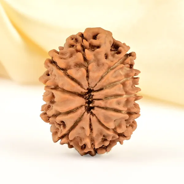 12_Mukhi_Rudraksha_Bead_Nepal_Origin