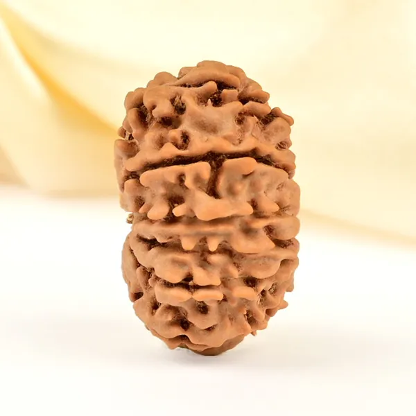 12_Mukhi_Rudraksha_Bead_Nepal_Origin