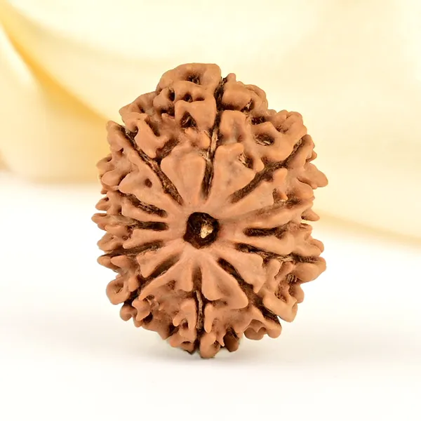 12_Mukhi_Rudraksha_Bead_Nepal_Origin
