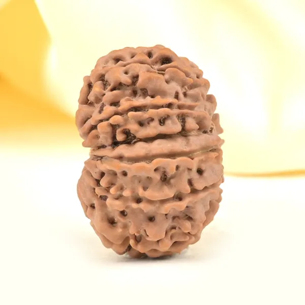 Techpandit_11_Mukhi_Rudraksha_Bead_Nepal_Origin