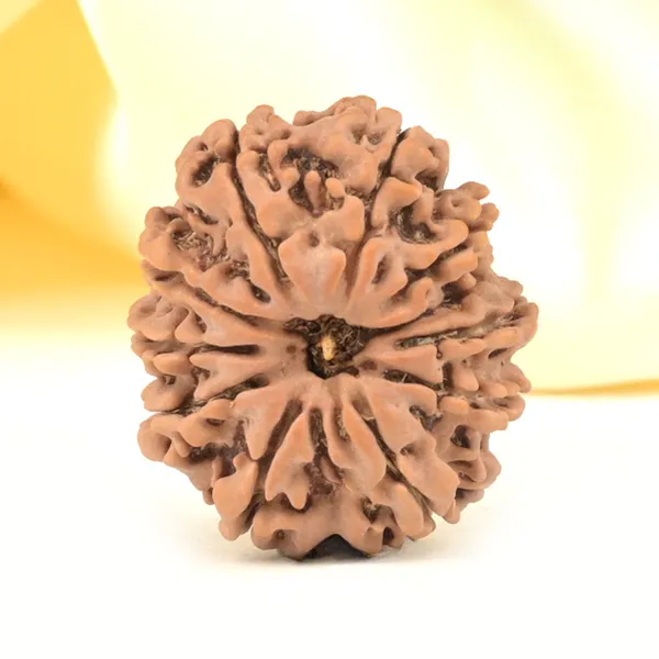 Techpandit_11_Mukhi_Rudraksha_Bead_Nepal_Origin