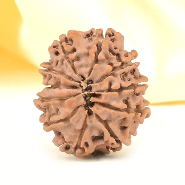 Techpandit_11_Mukhi_Rudraksha_Bead_Nepal_Origin