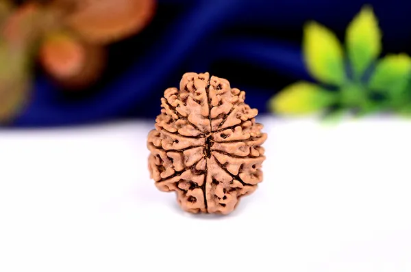 11_Mukhi_From_Nepal_Small_Ccci