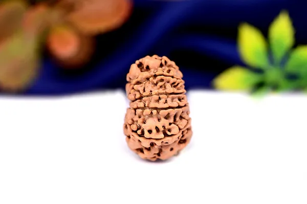 11_Mukhi_From_Nepal_Small_Ccci