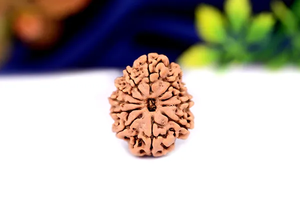 11_Mukhi_From_Nepal_Small_Ccci
