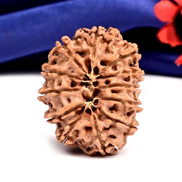 12_Mukhi_From_Nepal_Large_Cx