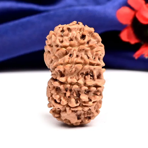 12_Mukhi_From_Nepal_Large_Cx