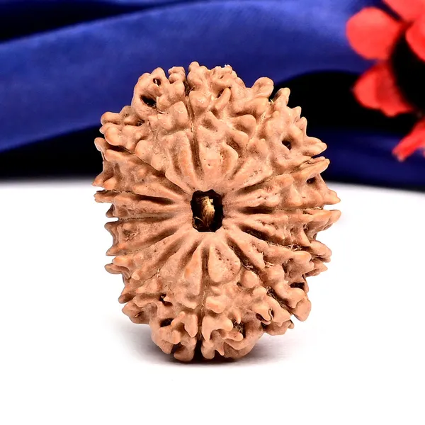 12_Mukhi_From_Nepal_Large_Cx