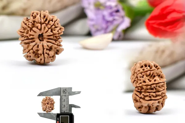 Techpandit_11_Mukhi_Nepal_Rudraksha_Bead