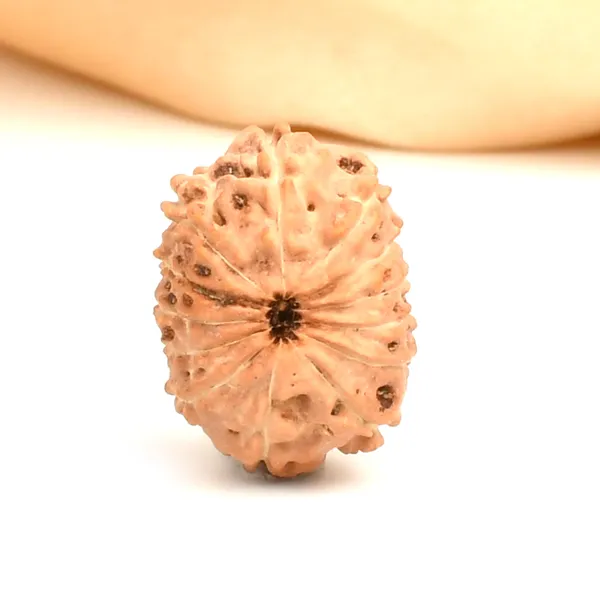 13_Mukhi_From_Java_Indonesia_Large_Clxiii