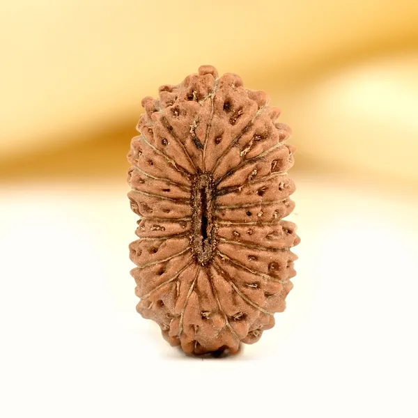 19_Mukhi_From_Java_Indonesia_Small_Clxxxvi