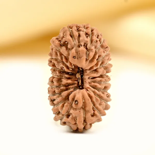 19_Mukhi_From_Java_Indonesia_Small_Clxxxvi