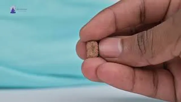 19_Mukhi_From_Java_Indonesia_Small_Clxxxvi