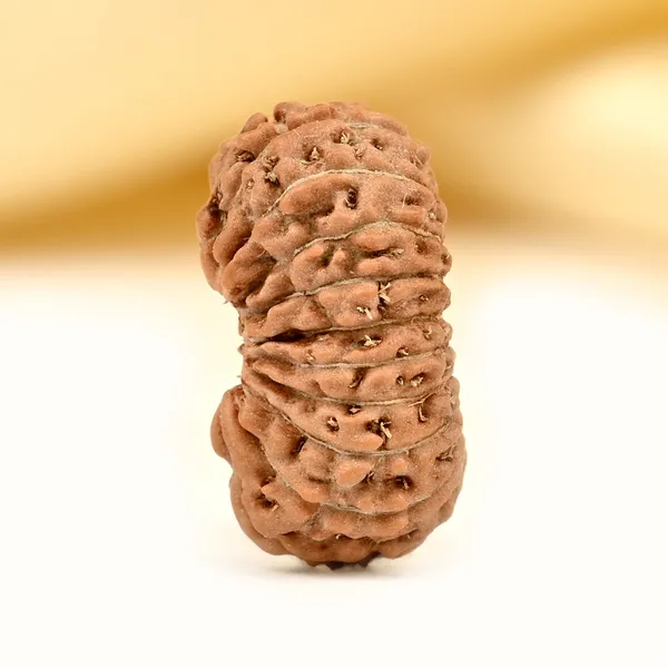 19_Mukhi_From_Java_Indonesia_Small_Clxxxvi