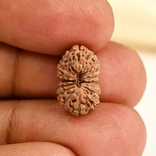 17_Mukhi_From_Java_Indonesia_Small_Cclxvi