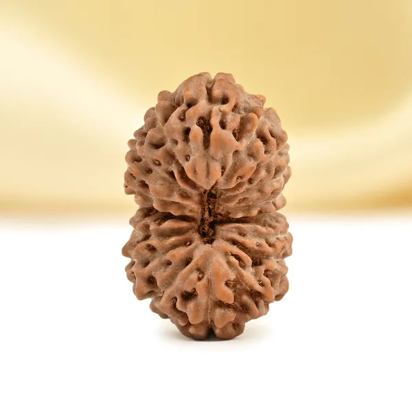 17_Mukhi_From_Java_Indonesia_Small_Cclxvi