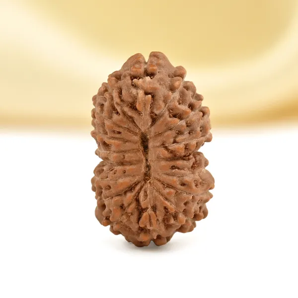 17_Mukhi_From_Java_Indonesia_Small_Cclxvi