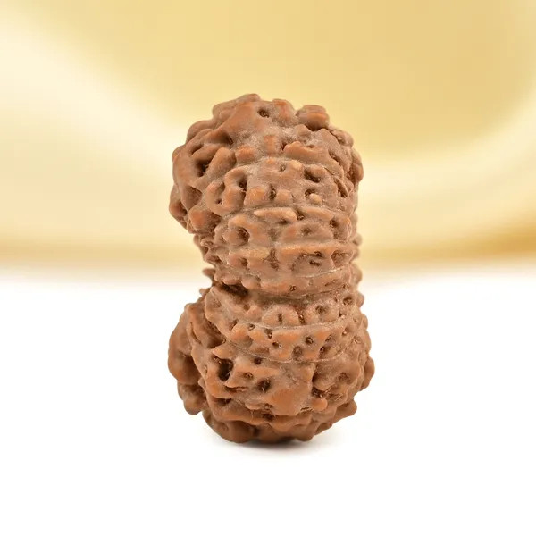 17_Mukhi_From_Java_Indonesia_Small_Cclxvi