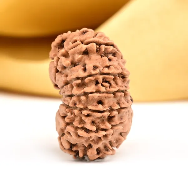 14_Mukhi_From_Nepal_Small_Ccxxxi