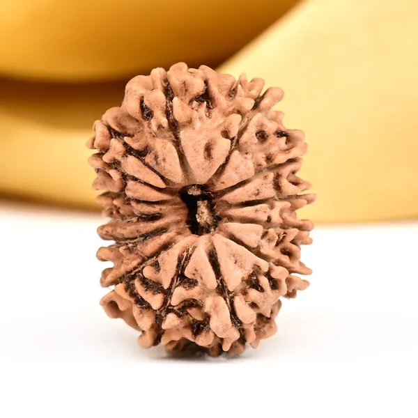 14_Mukhi_From_Nepal_Small_Ccxxxi