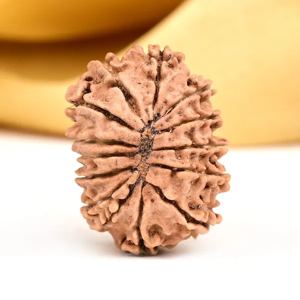 14_Mukhi_From_Nepal_Small_Ccxxxi