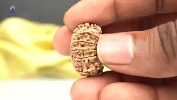 14_Mukhi_From_Nepal_Small_Ccxxxi
