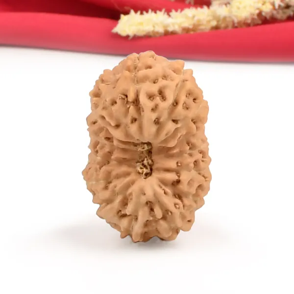 15_Mukhi_Java_Rudraksha_Bead_For_Emotional_Balance