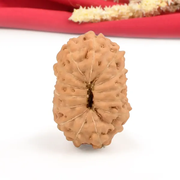 15_Mukhi_Java_Rudraksha_Bead_For_Emotional_Balance