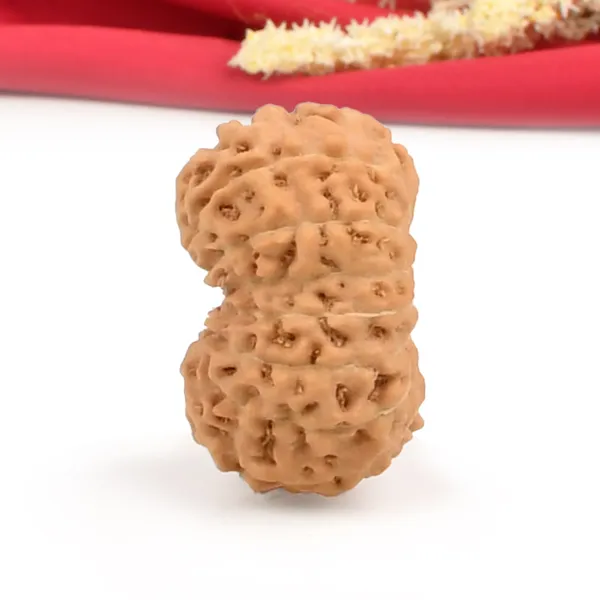 15_Mukhi_Java_Rudraksha_Bead_For_Emotional_Balance