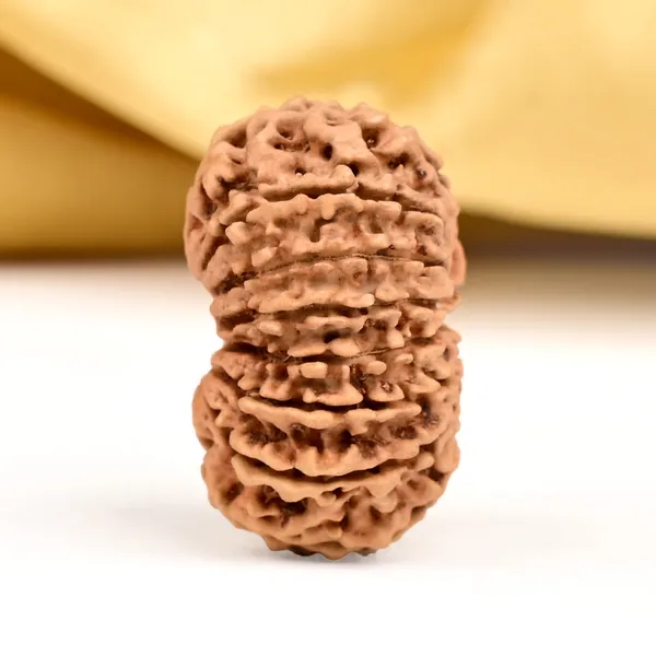 15_Mukhi_Rudraksha_Bead_Nepal