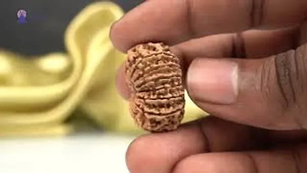 15_Mukhi_Rudraksha_Bead_Nepal