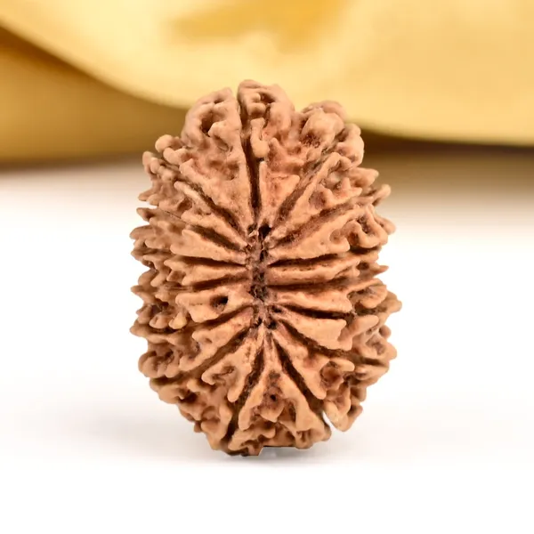 15_Mukhi_Rudraksha_Bead_Nepal