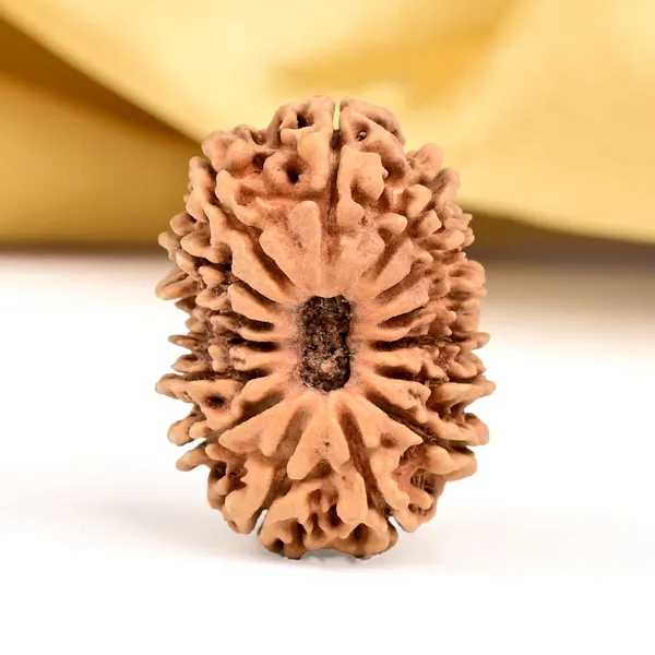 15_Mukhi_Rudraksha_Bead_Nepal