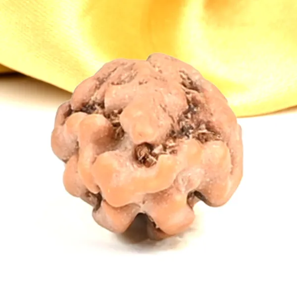 1_Mukhi_From_Java_Indonesia_Large_Lxxv