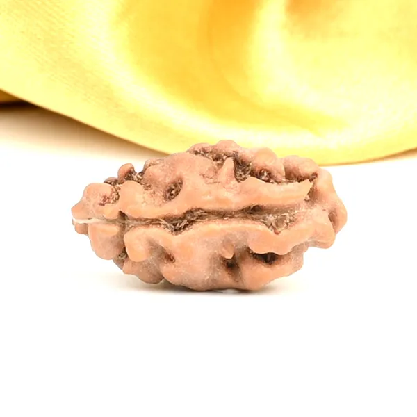 1_Mukhi_From_Java_Indonesia_Large_Lxxv