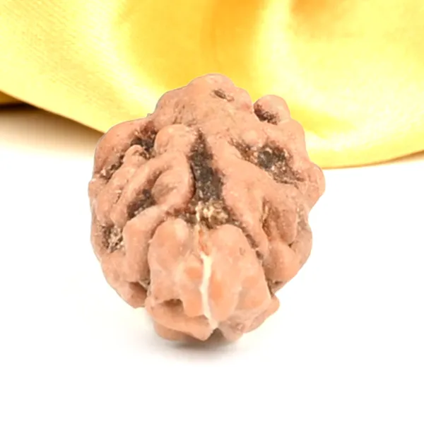 1_Mukhi_From_Java_Indonesia_Large_Lxxv